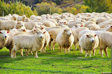 Kurbanlar ve Adaklıklarımız